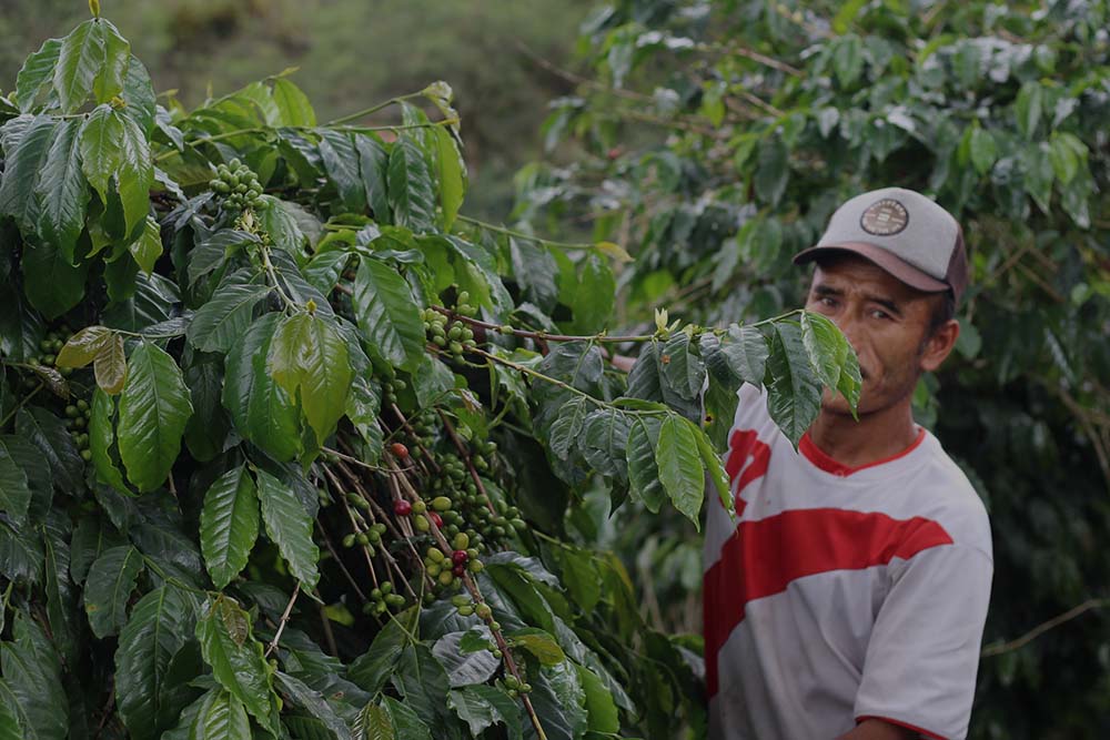 Sumatra Farm